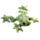 Frog Small Sand Animal