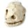 Human Skull Dig-A-Saurs Dig it Out Kit