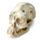 Human Skull Dig-A-Saurs Dig it Out Kit