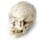 Human Skull Dig-A-Saurs Dig it Out Kit