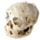 Human Skull Dig-A-Saurs Dig it Out Kit