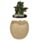 Elements Dragon Hatching Egg Trinket Box