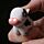 Farmyard LED Cow & Pig Keyring with Sound