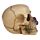 Skulls and Roses Skull with Purple Roses