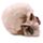 Skull with Roses
