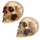 Skull with Rose in Teeth