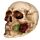 Skull with Rose in Teeth