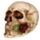 Skull with Rose in Teeth