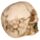 Skull with Rose in Teeth