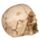 Skull with Rose in Teeth