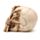 Gruesome Skull Head with Skeleton Claw Hand