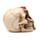 Gruesome Skull Head with Skeleton Claw Hand