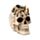 Skull with Spider