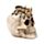 Skull with Spider