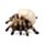 Skull with Spider Legs