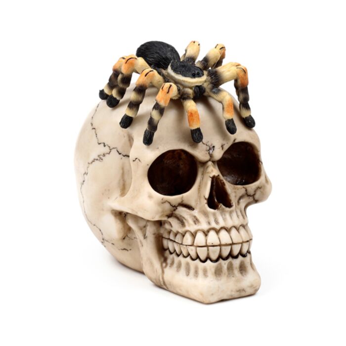 Skull with Spider